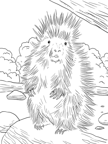 North American Porcupine Coloring Page